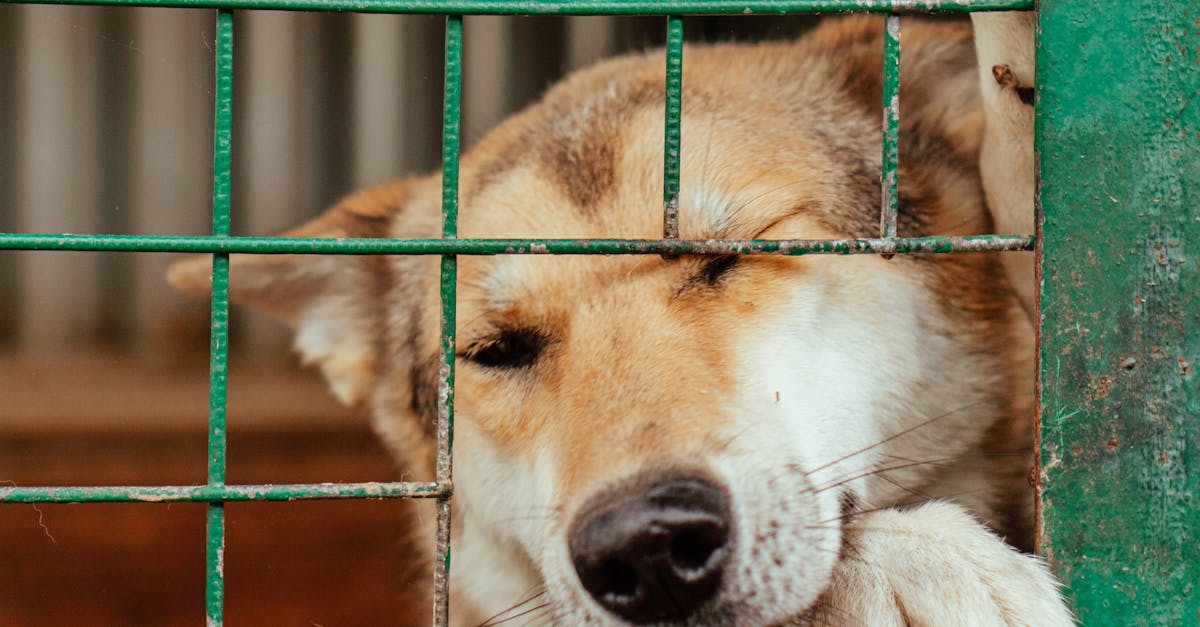 A sad dog leans on a green metal gate inside a kennel, symbolizing captivity.