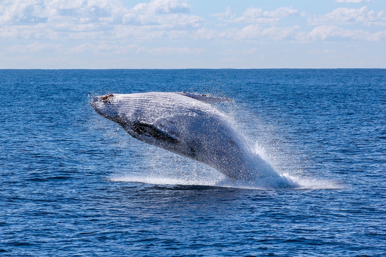 Blue whale swimming in the ocean, symbolizing the growing silence of their songs